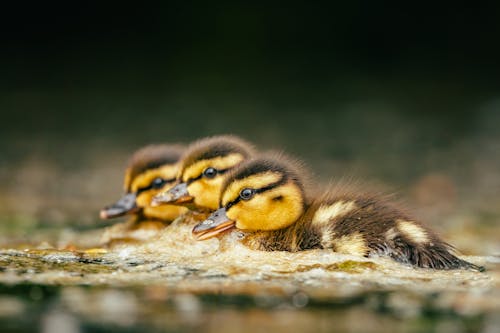 Little Ducks in Water
