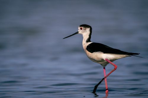 Free Close-up of a Black-winged Stilt (Himantopus himantopus) wading in calm water, showcasing its elegance and natural beauty. Stock Photo