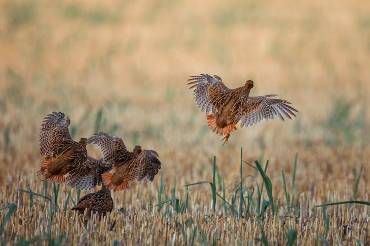 Flying Partridge Birds