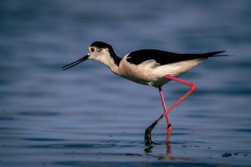 Free Close-up photo of a Black-winged Stilt bird walking in water. Stock Photo