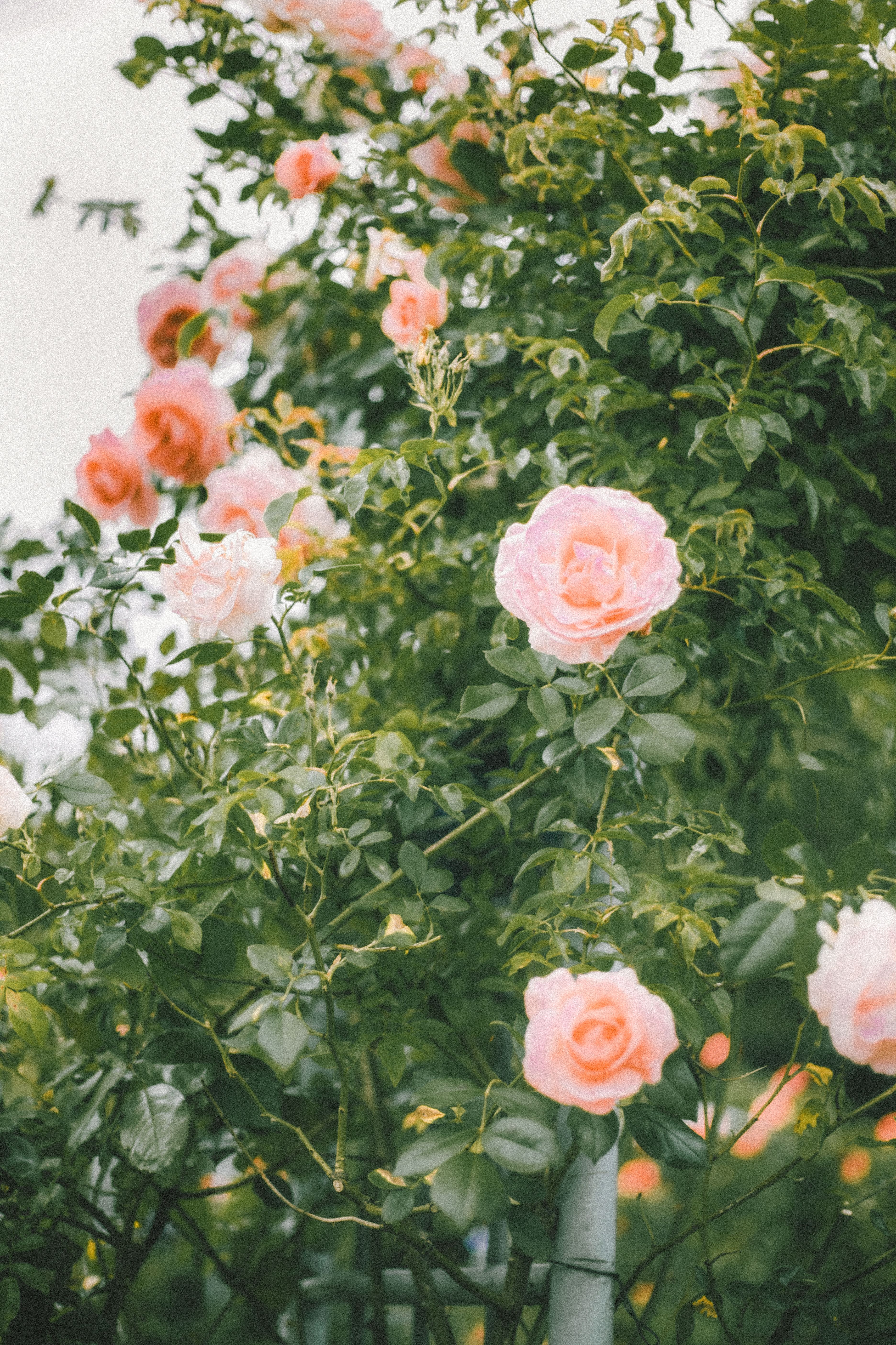 Pink Roses on a Branch · Free Stock Photo