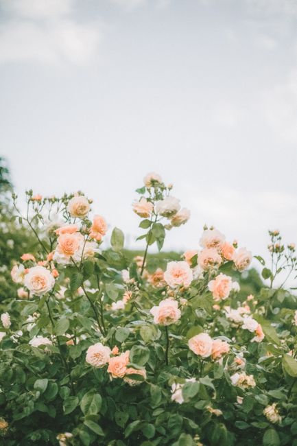 Lush garden with pink roses in full bloom under a soft blue sky, capturing spring's essence.
