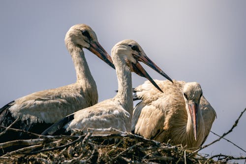 Storks in Nest