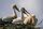 stork