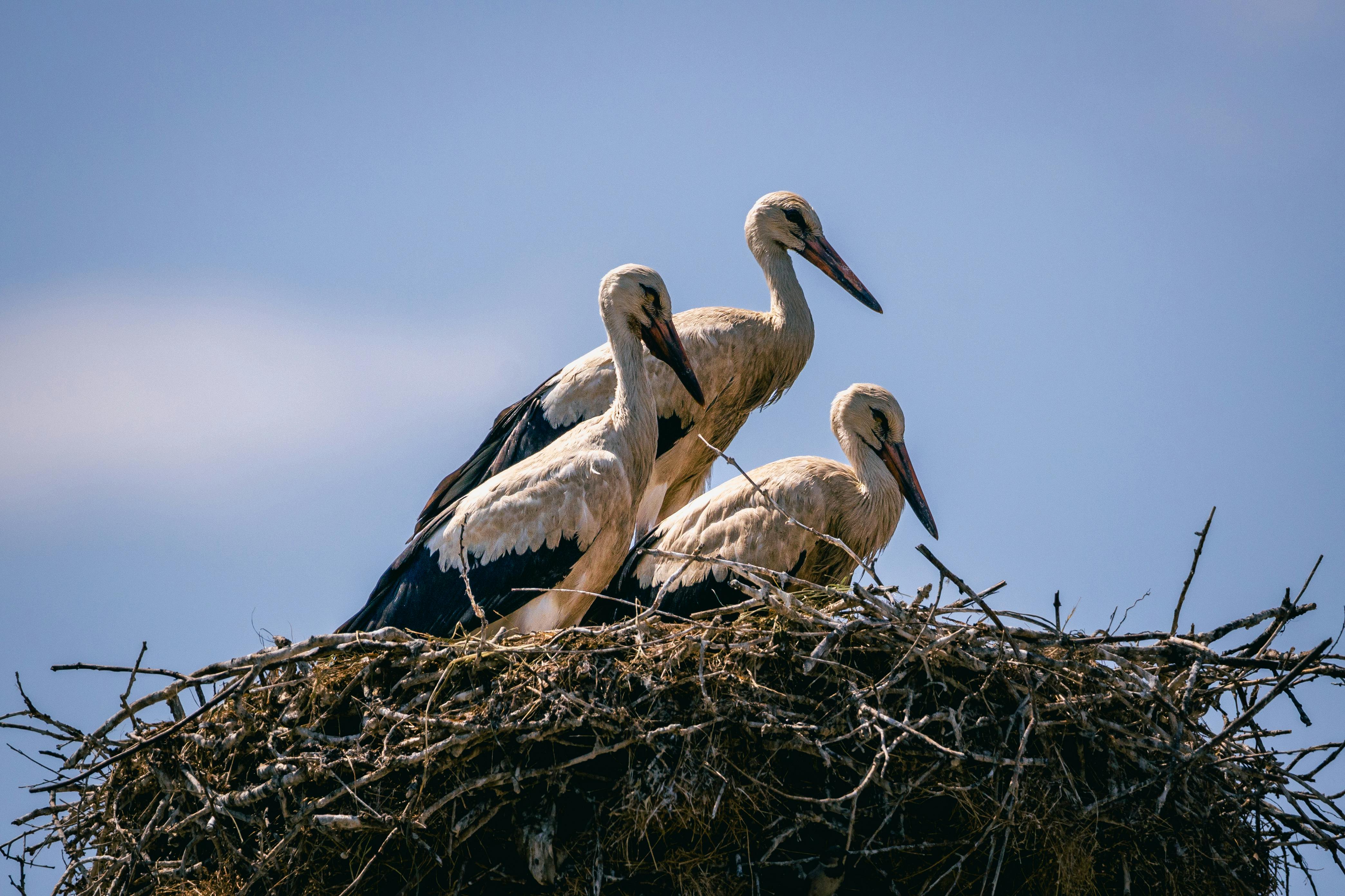 Louisiana adds three new home insurance companies — Photo by Denitsa Kireva on Pexels