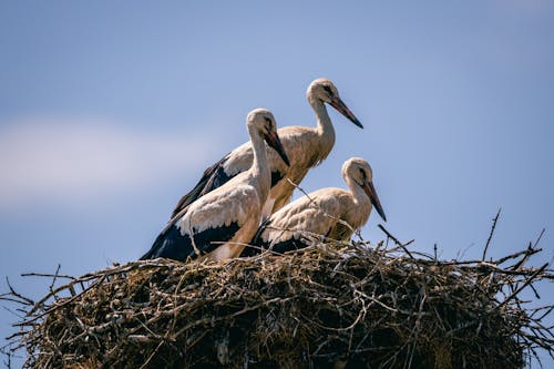 Storks in Nest