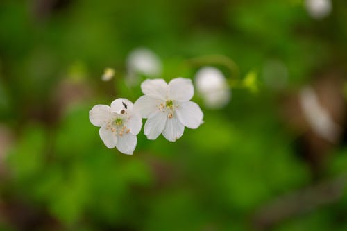 Immagine gratuita di avvicinamento, bianco, fiori