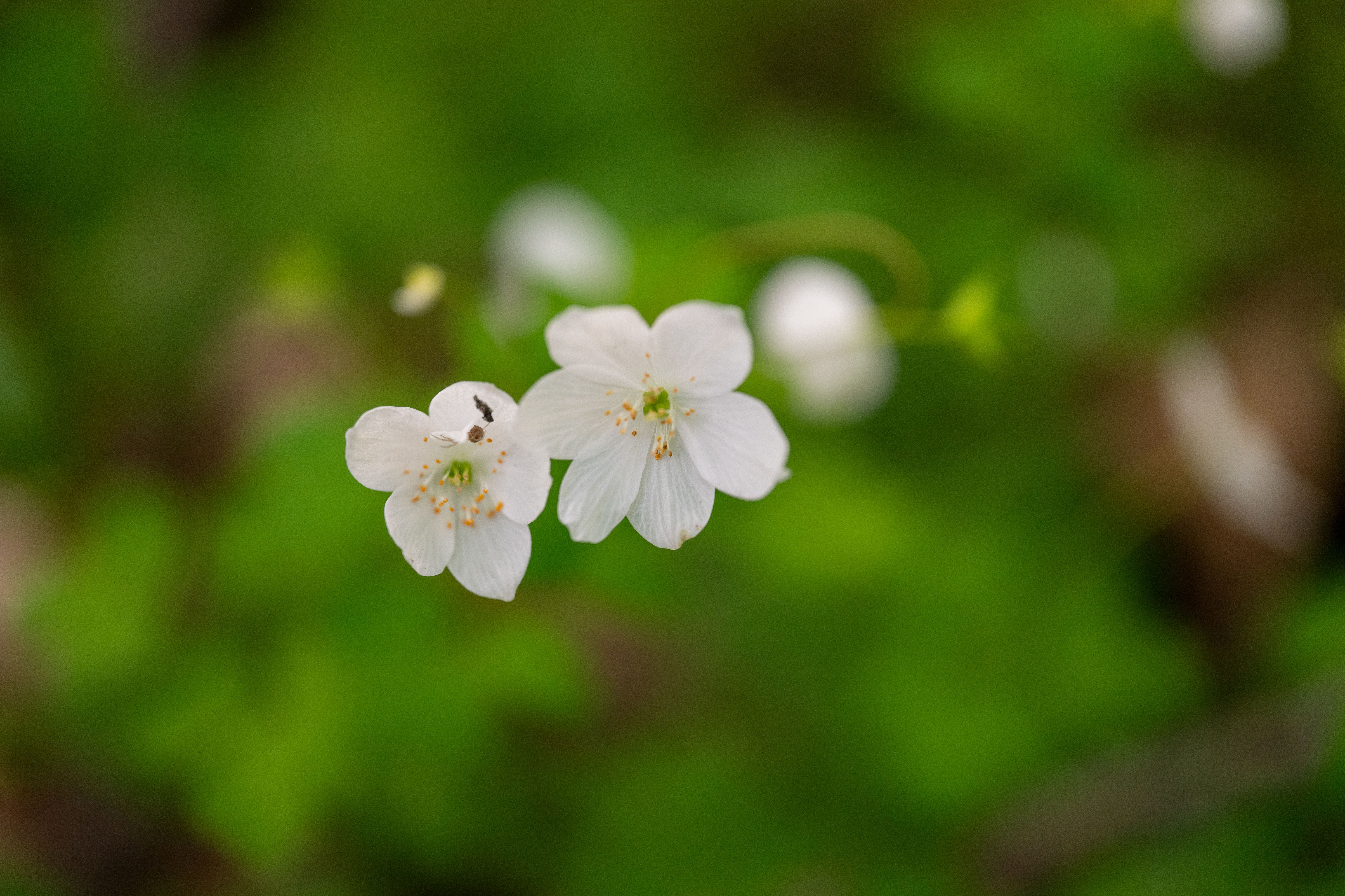 Close up of White Flowers · Free Stock Photo