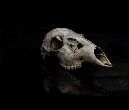 Animal Skull in Darkness
