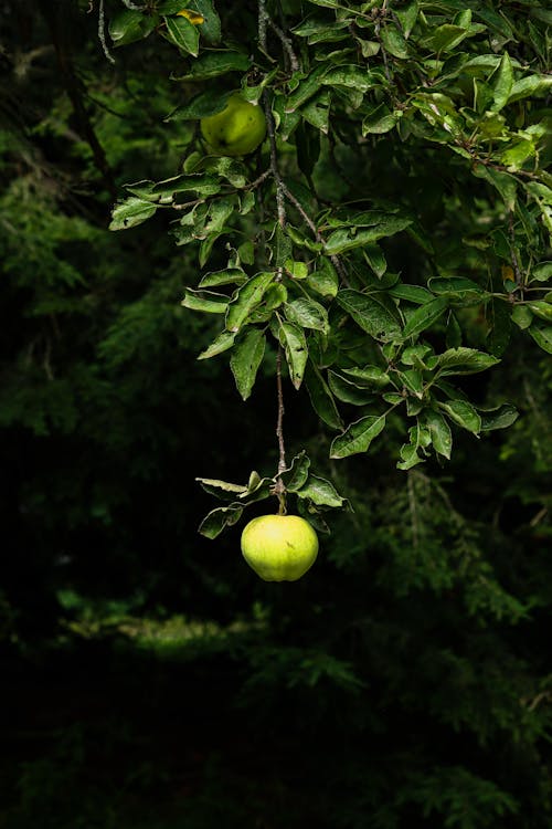 Δωρεάν στοκ φωτογραφιών με apple, δέντρο, καρπός