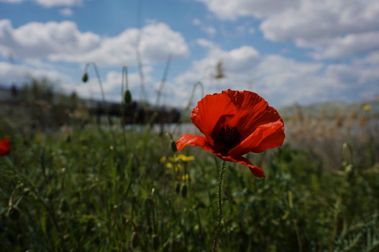 Red Poppy Flower On A Field