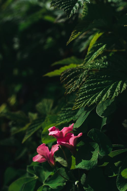 A pink flower in front of green leaves