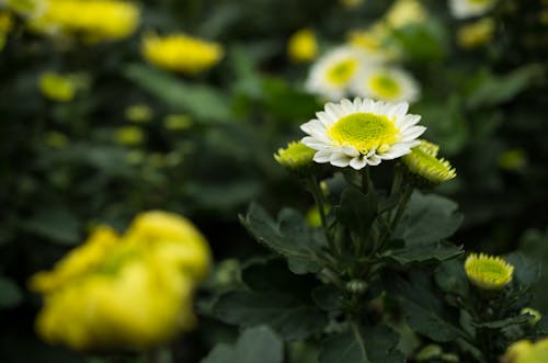 Immagine gratuita di fiori, flora, giallo