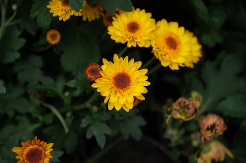 bitki, çiçek açan, Çiçekler içeren Ücretsiz stok fotoğraf