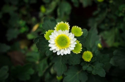 Immagine gratuita di fiore, foglie, impianto