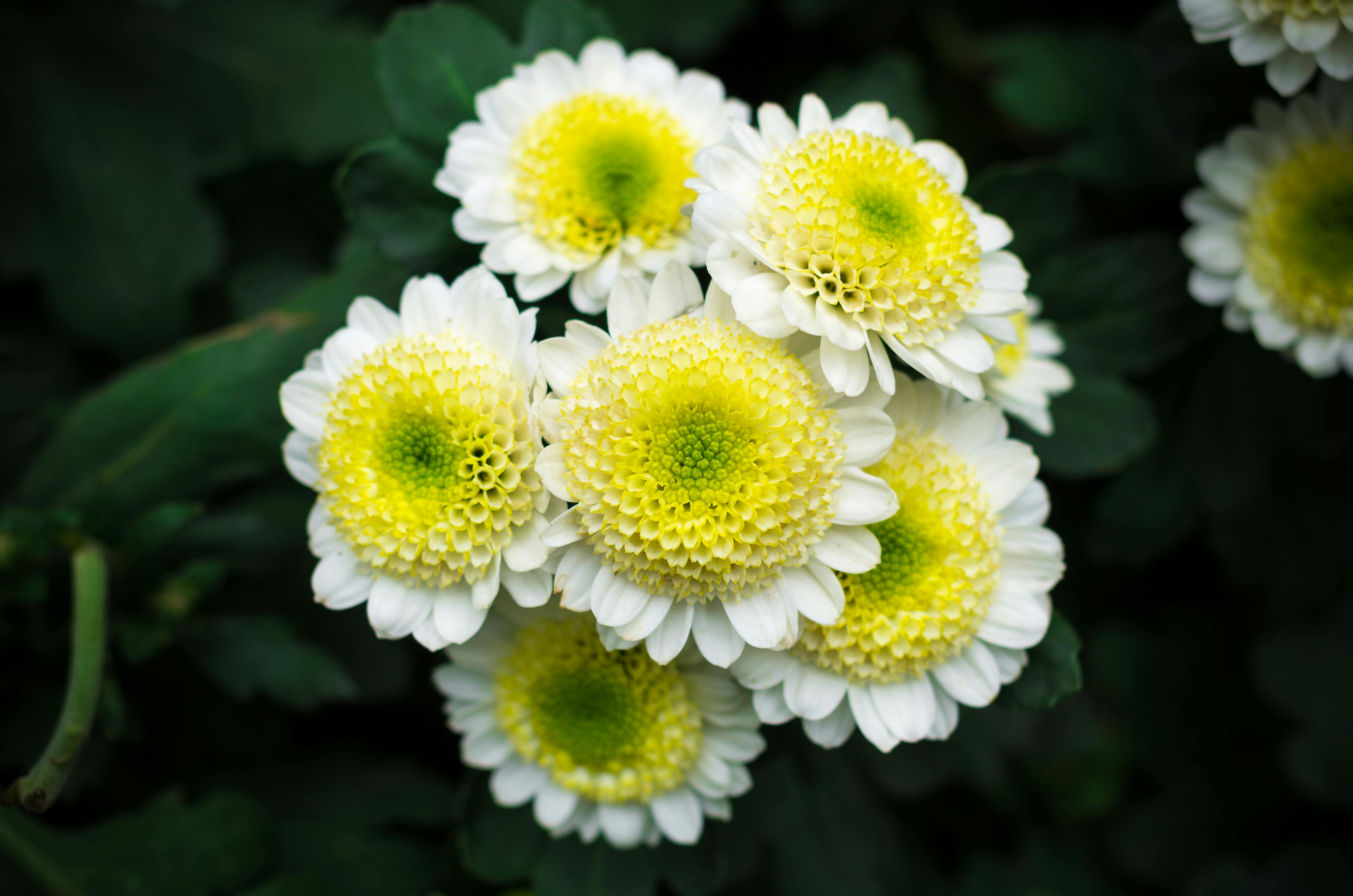 Shrub of Flowering Daisies · Free Stock Photo