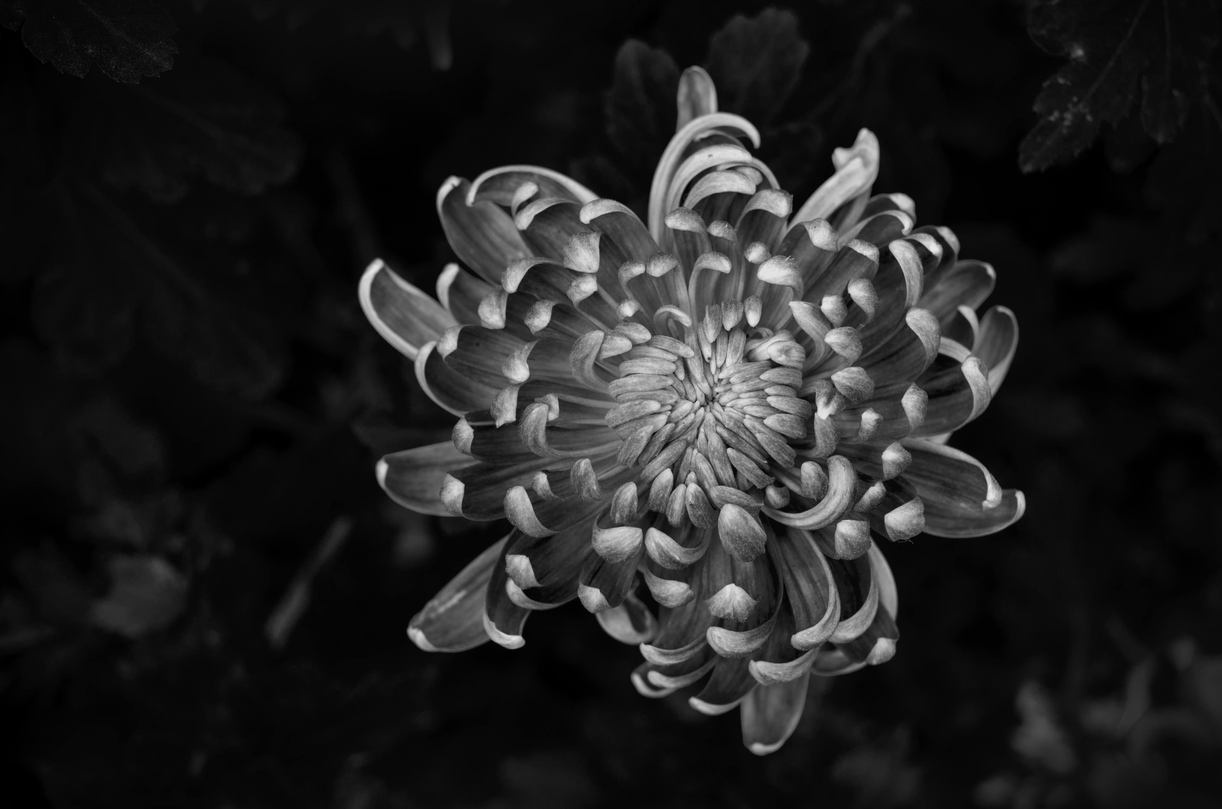 Artistic black and white photograph of a chrysanthemum flower, showcasing intricate petal details.