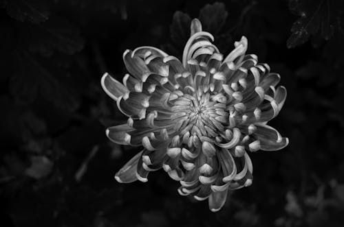 Ingyenes stockfotó botanikus, egzotikus, fekete-fehér témában