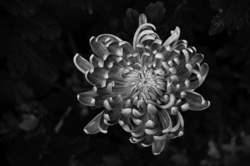 Free Artistic black and white photograph of a chrysanthemum flower, showcasing intricate petal details. Stock Photo