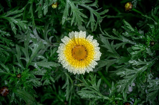 A vibrant yellow crown daisy covered in raindrops, highlighting its natural beauty after a spring shower.