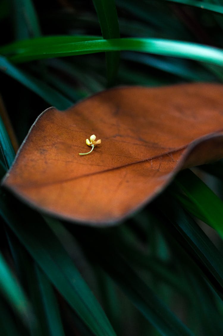 Tiny Flower On Brown Leaf