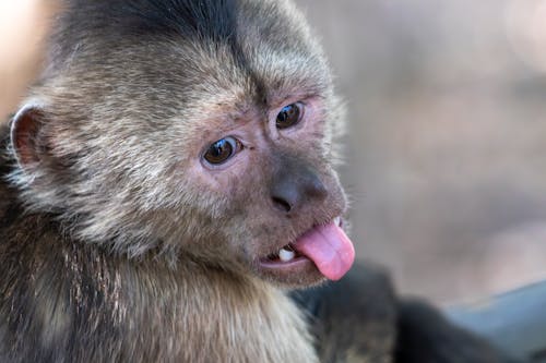 Capuchin monkey portrait