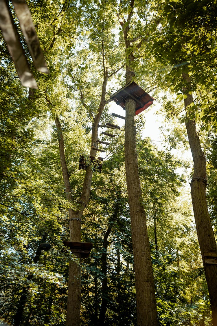 Trees With Platforms Of The Rope Park