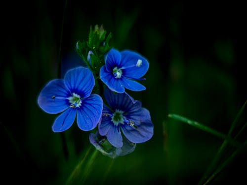 Kostnadsfri bild av blå blommor, blomfotografi, mobil fotografering