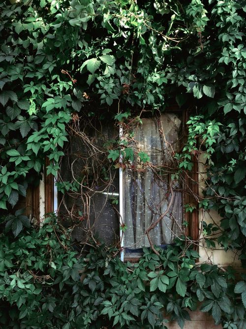 Free A rustic window completely covered by lush green ivy in an outdoor setting during daytime. Stock Photo