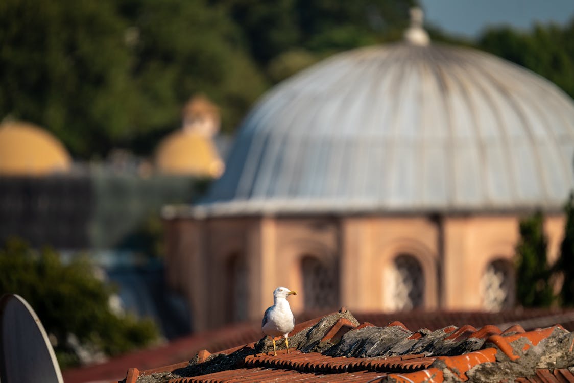 Fotobanka s bezplatnými fotkami na tému 4k pozadie, bosphorus, mešita