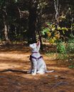 一只可爱的白色瑞士牧羊犬坐在阳光明媚的森林里，展现着大自然的美丽