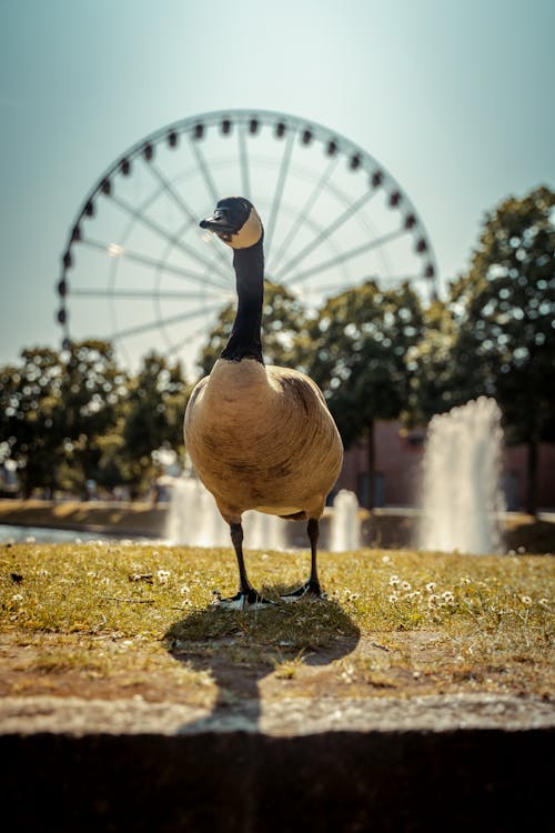 Wild Goose Standing on Grass against Ferris Wheel