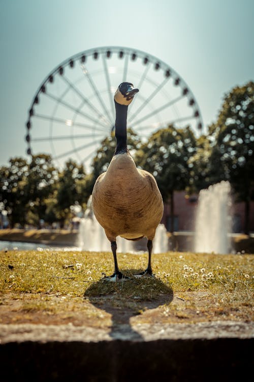 Goose in Park