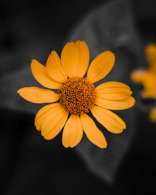 Yellow Flower of Aster