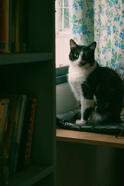 Бесплатное стоковое фото с вертикальный выстрел, комната, кошка