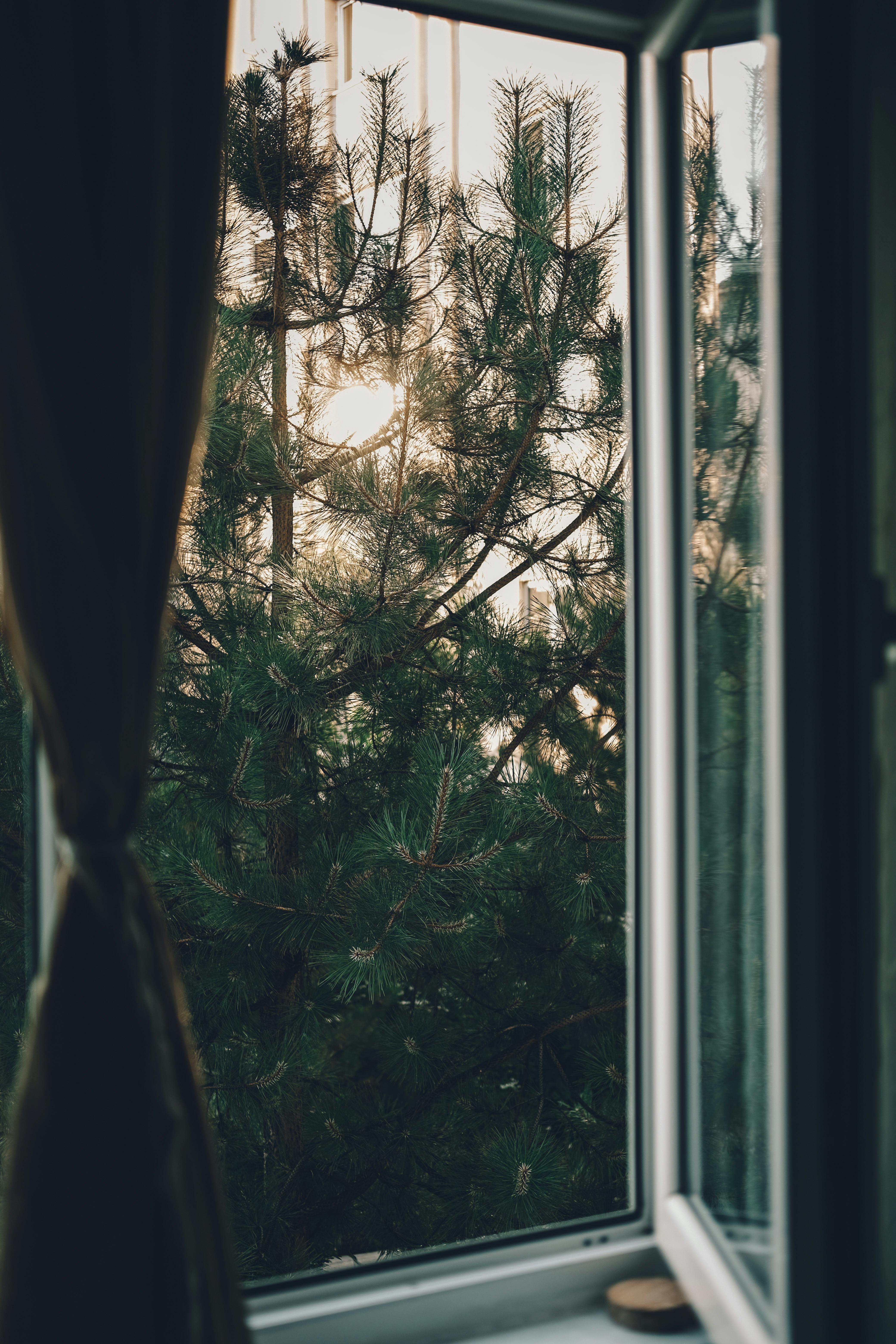 Serene view of conifer trees through an open window in an urban apartment setting.