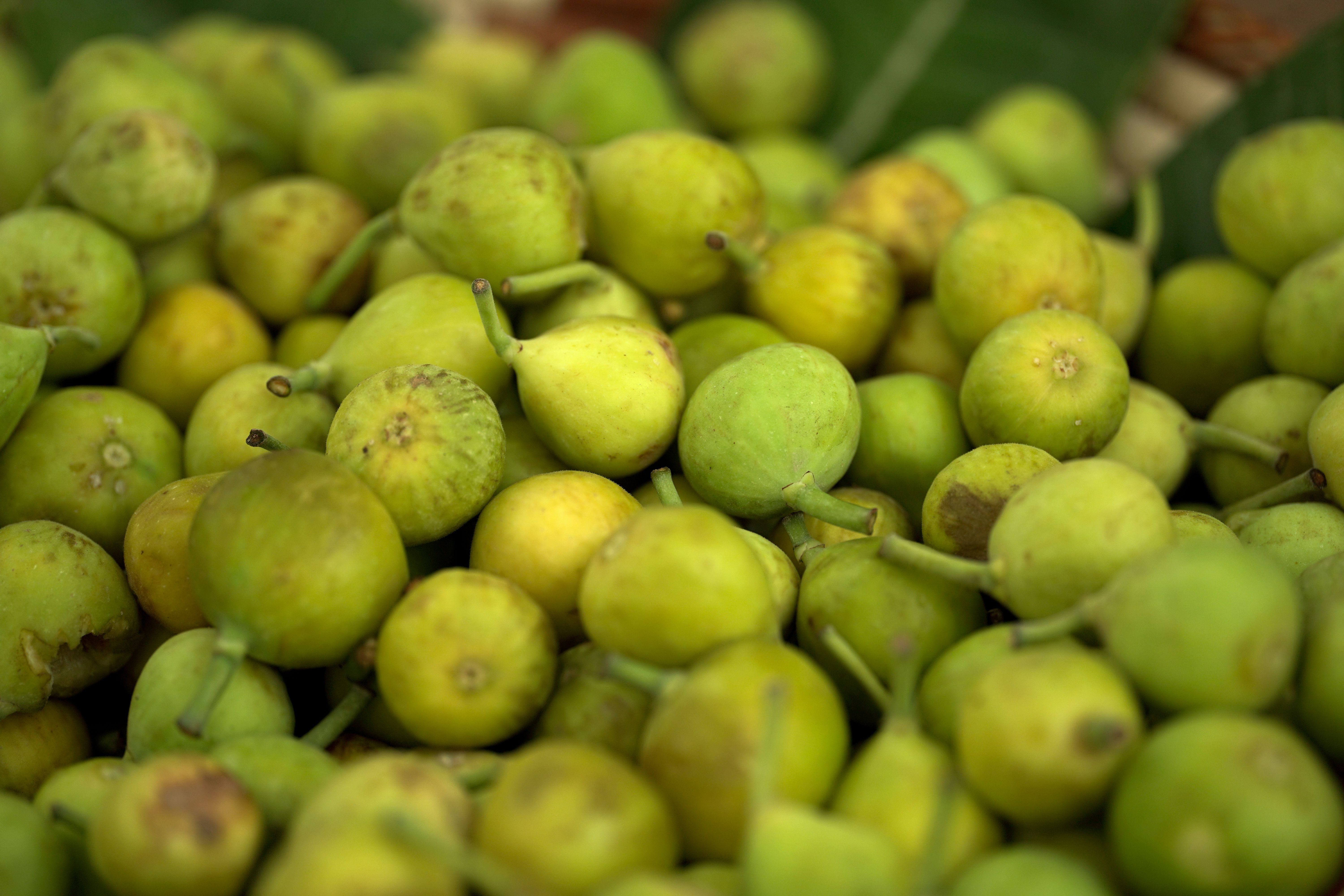Close-up of green fig fruits on a tree — inspecting fig tree health in Surrey BC