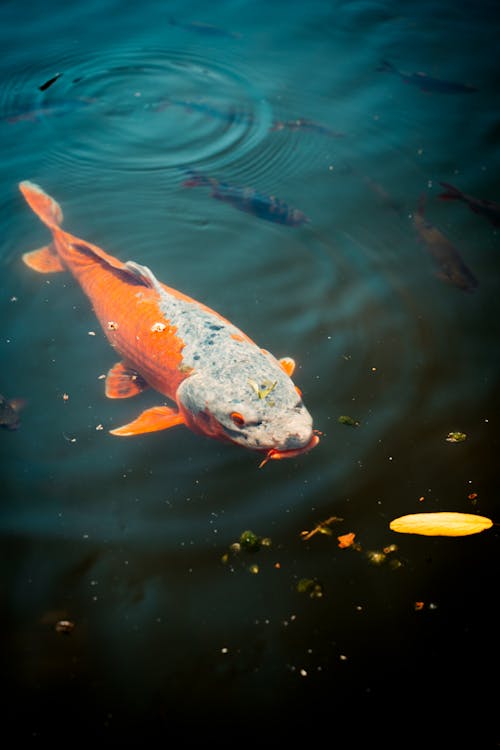 Koi Fish in the Pond