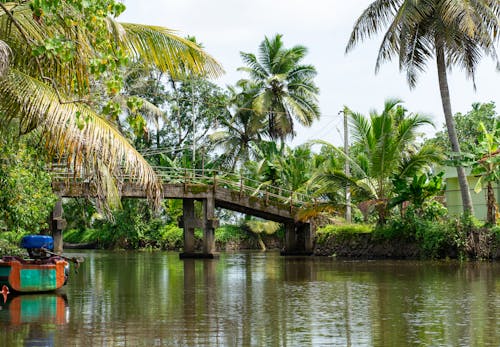 Bridge Over a Canal Surrounded by Tropical Trees