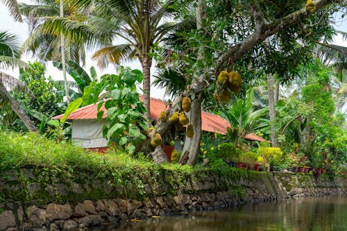 House Surrounded by Tropical Trees by the Canal