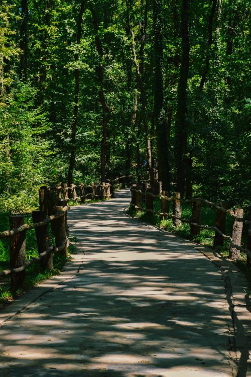 Free Beautiful forest pathway shaded by tall trees creating a peaceful and serene atmosphere. Stock Photo