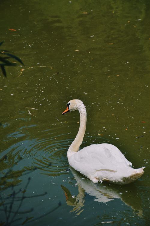 Free Graceful swan gliding on a peaceful pond, reflecting nature's serenity. Stock Photo
