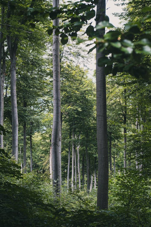bezplatná Základová fotografie zdarma na téma les, listy, příroda Základová fotografie