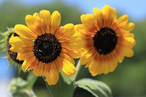 Бесплатное стоковое фото с летние цветы, подсолнечник, подсолнухи