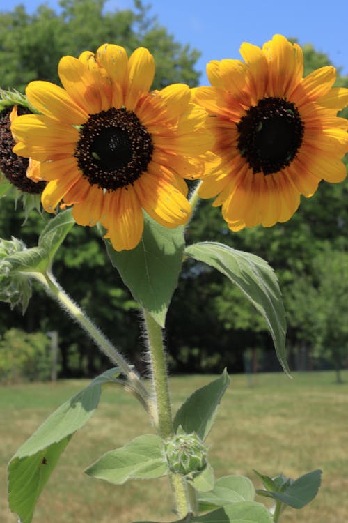 Бесплатное стоковое фото с летние цветы, подсолнечник, подсолнухи