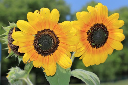 Foto stok gratis bunga matahari, bunga matahari mekar, bunga musim panas