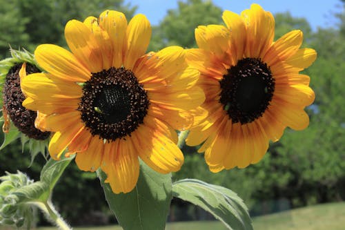 Gratis arkivbilde med solsikke, solsikke blomstrer, solsikker
