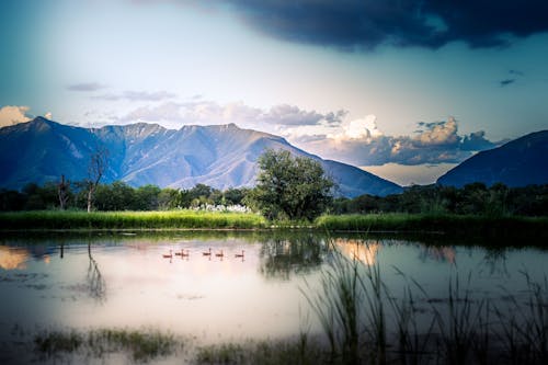 Birds on Lake with Hill behind