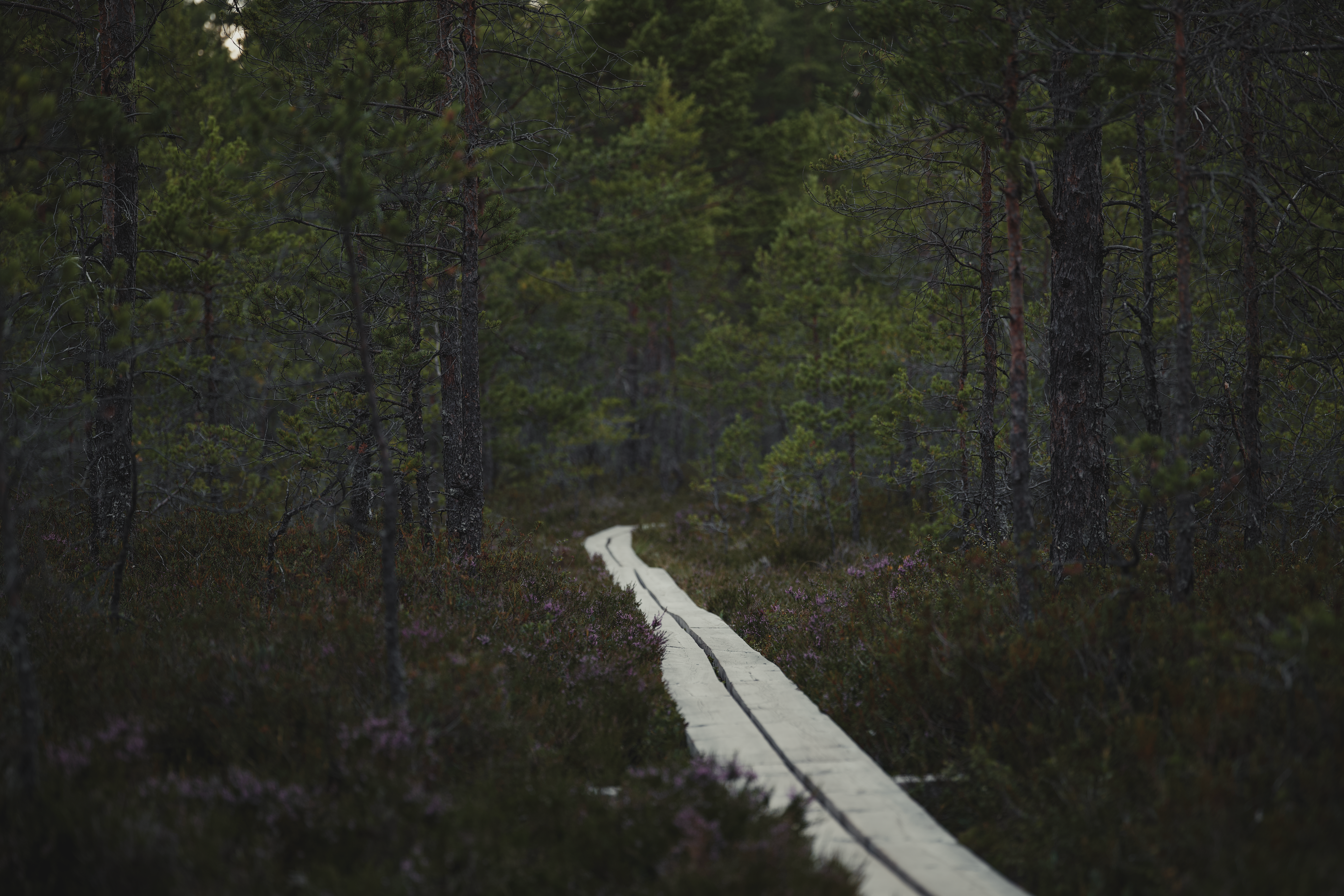 A scenic view of sand dunes and a boardwalk leading to the beach at Kouchibouguac National Park
