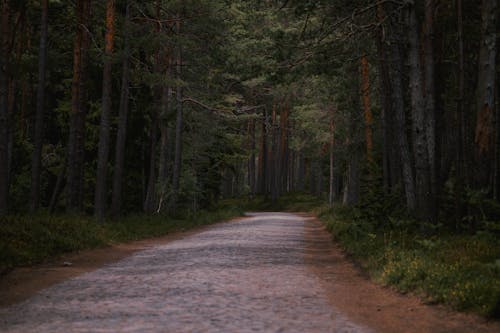 Cobblestone Road in Forest